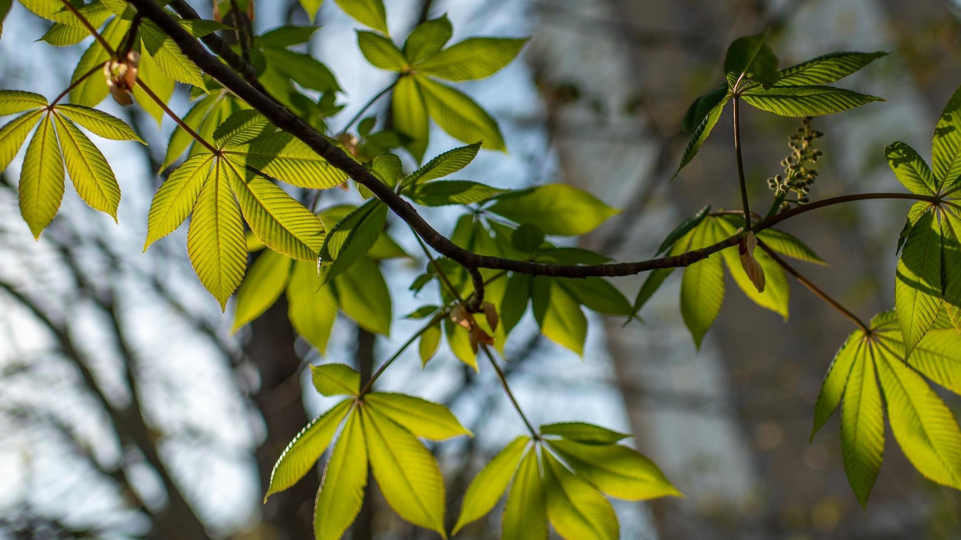 Buckeye leaves looking up toward the sky
